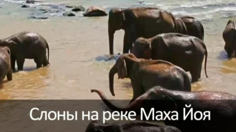 Слоны на реке Маха Йоя