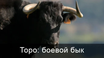 Торо: боевой бык