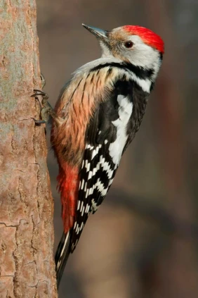 Белоспинный дятел Башкортостан