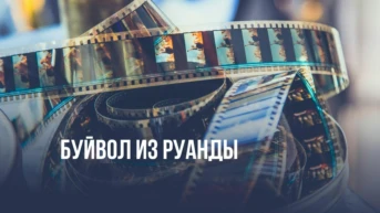 Буйвол из Руанды