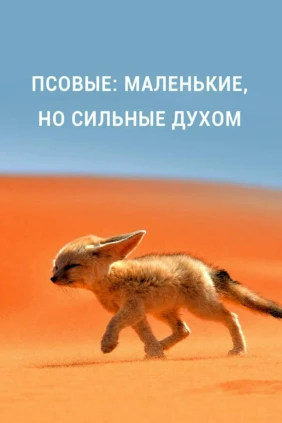 Псовые: маленькие, но сильные духом