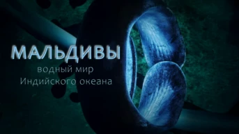 Мальдивы