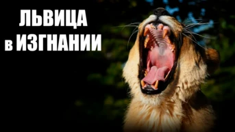 Львица в изгнании