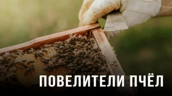 Повелители пчёл