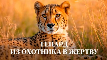 Гепард. Из охотника в жертву