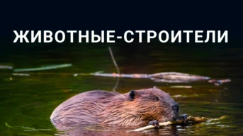 Животные-строители