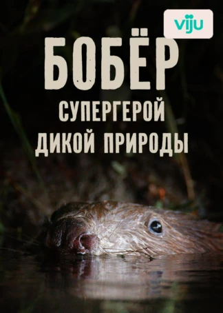 Бобёр&nbsp;— супергерой дикой природы