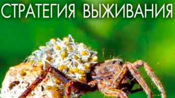 Стратегия выживания
