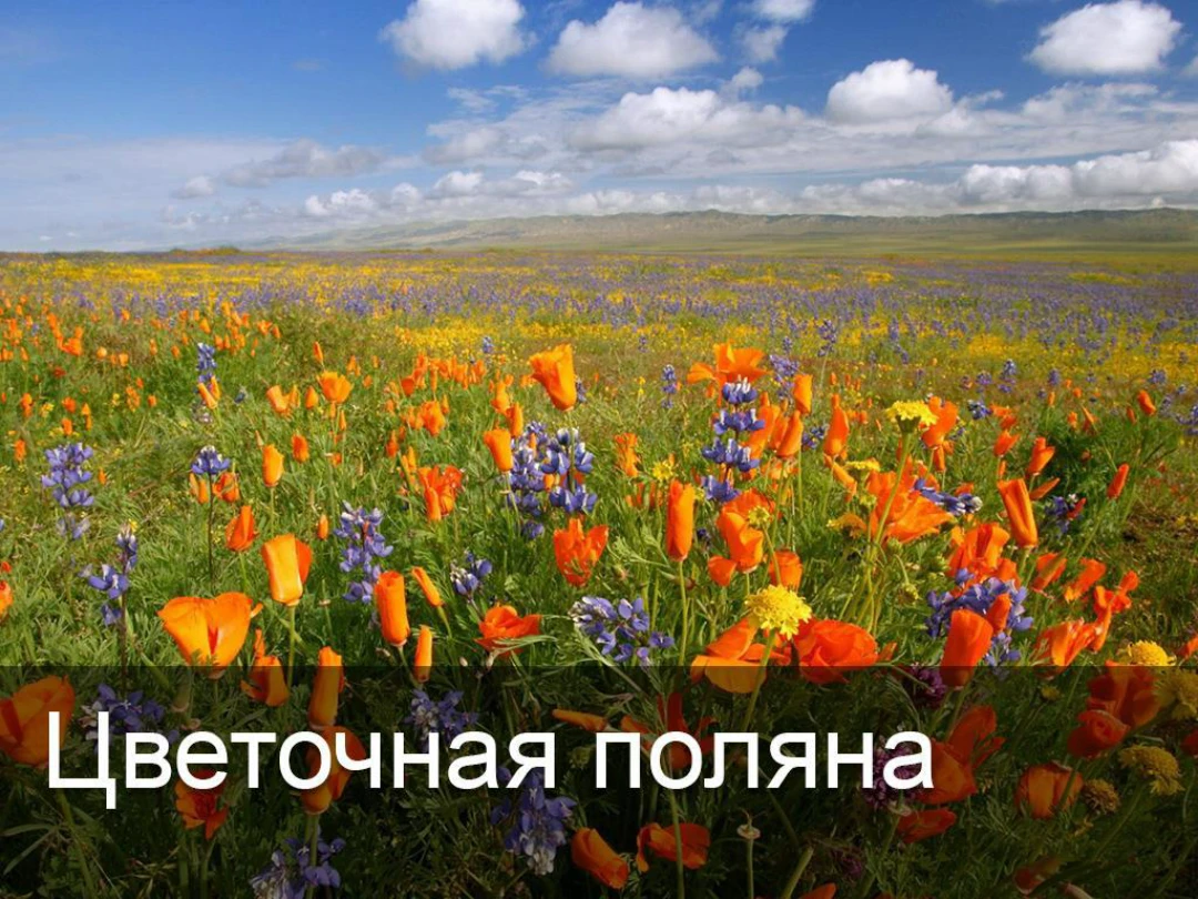 Передача Цветочная поляна