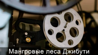 Мангровые леса Джибути