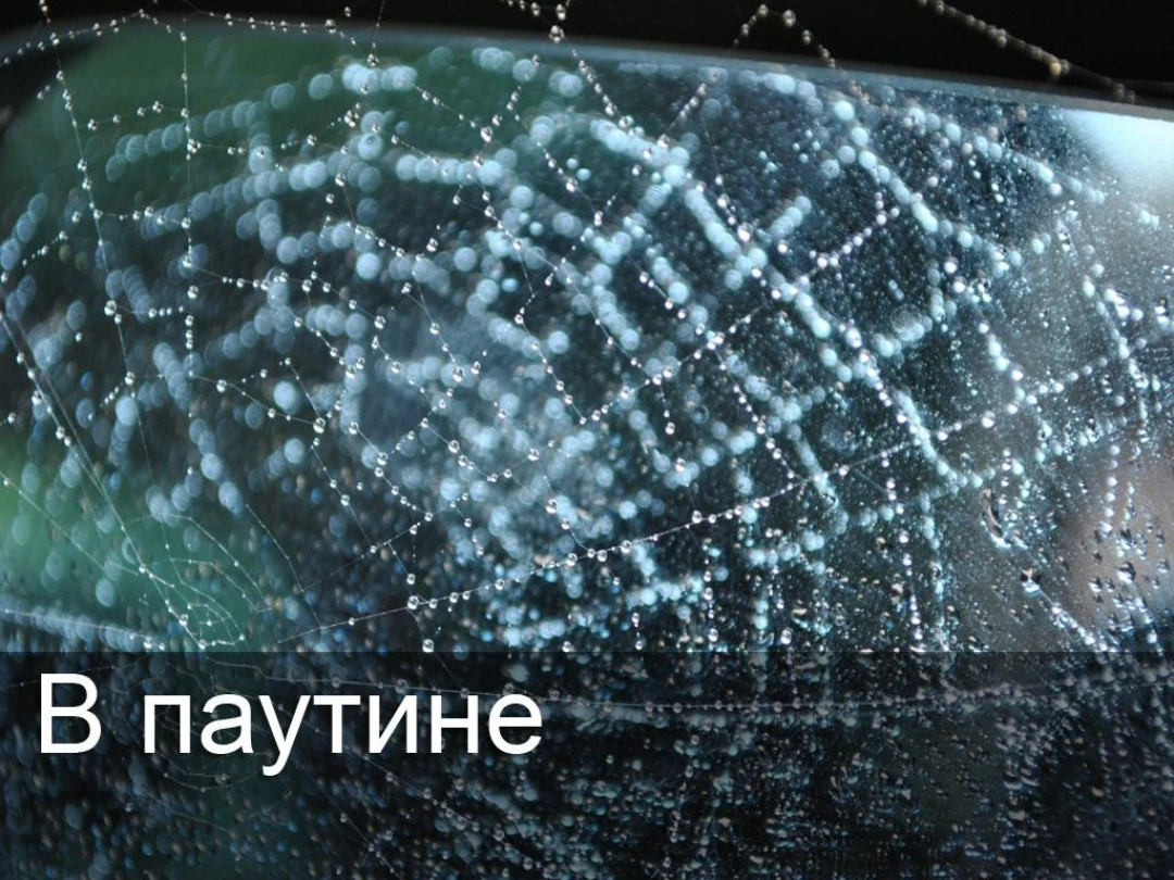 Передача В паутине