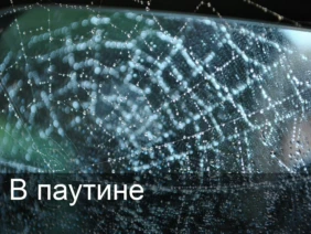 В паутине