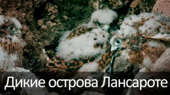 Дикие острова Лансароте