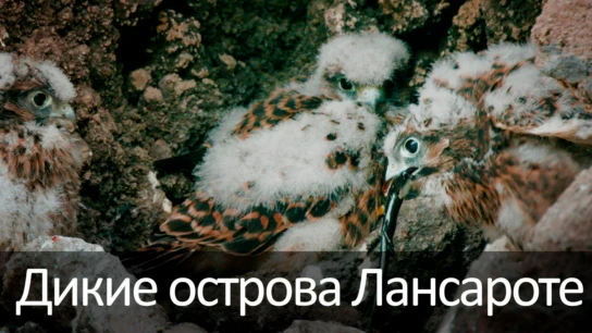Дикие острова Лансароте