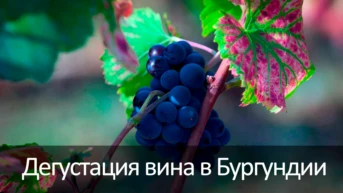 Дегустация вина в Бургундии