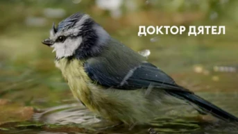 Доктор дятел
