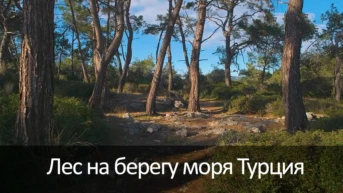 Лес на берегу моря Турция