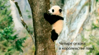 Четыре сезона в королевстве панд
