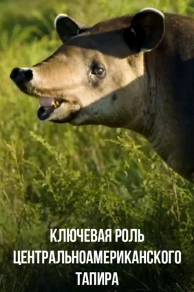 Ключевая роль Центральноамериканского тапира