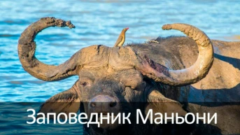Заповедник Маньони