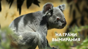 На грани вымирания