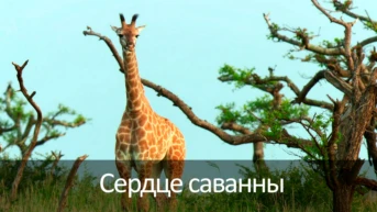 Сердце саванны