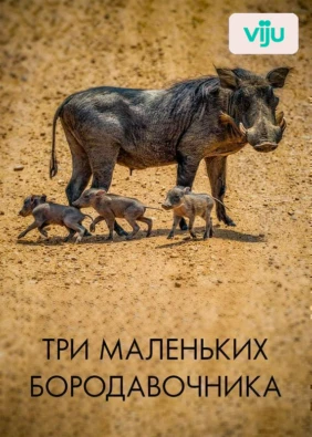 Три маленьких бородавочника