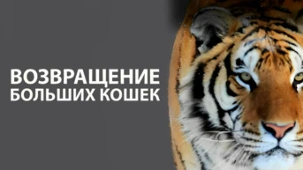 Возвращение больших кошек