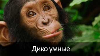 Дико умные