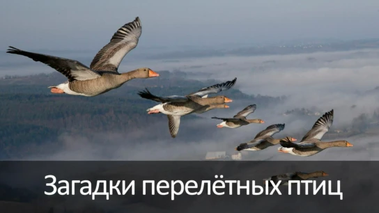 Загадки перелётных птиц
