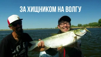 За хищником на Волгу