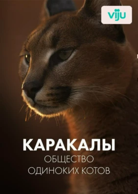 Каракалы: общество одиноких котов