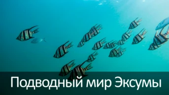 Подводный мир Эксумы