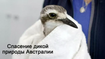 Спасение дикой природы Австралии