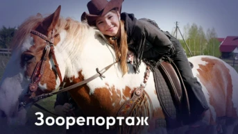 Зоорепортаж