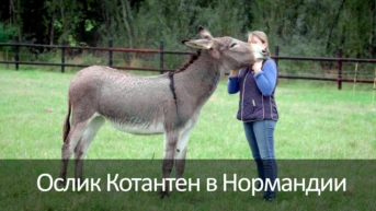Ослик Котантен в Нормандии
