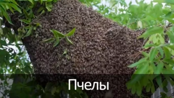 Пчелы