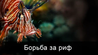 Борьба за риф