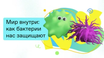 Мир внутри: как бактерии нас защищают