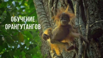 Обучение орангутангов