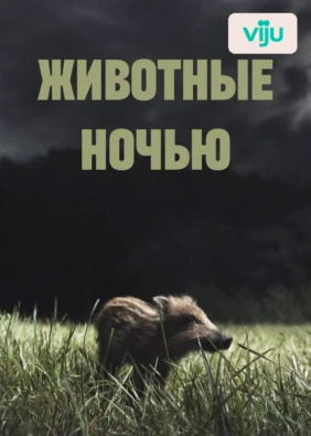 Животные ночью