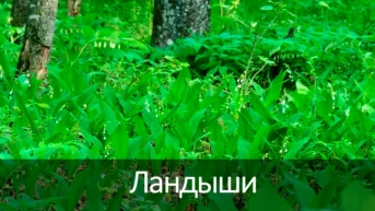 Ландыши