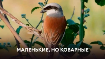 Маленькие, но коварные