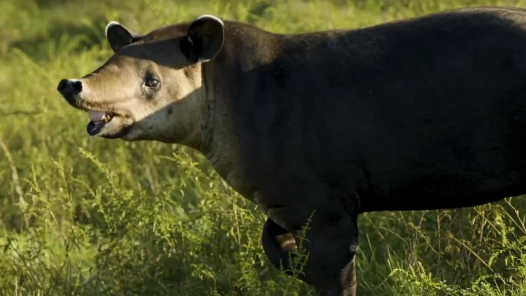 Передача Ключевая роль Центральноамериканского тапира