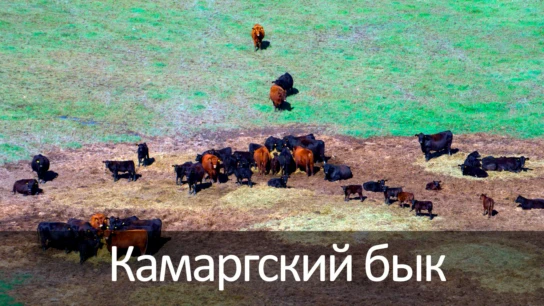 Камаргский бык
