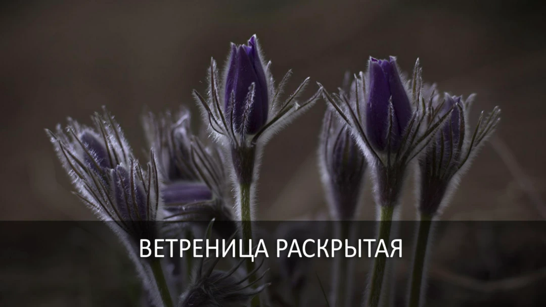 Передача Ветреница раскрытая