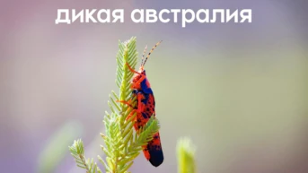 Дикая Австралия