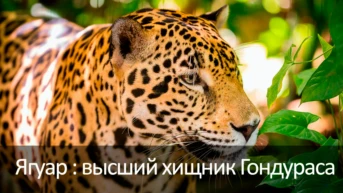 Ягуар : высший хищник Гондураса