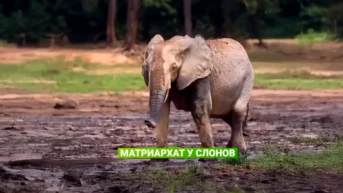 Матриархат в стаде слонов в Индонезии