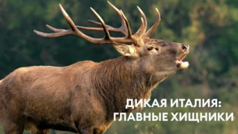 Дикая Италия: главные хищники
